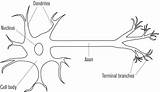 Neuron Nerve Template Diagram sketch template