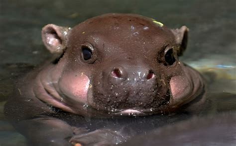 pygmy hippos  peek   habitat  diet