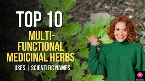 top  multi functional medicinal herbs medicinal plants   grow
