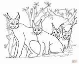 Caracal Coloring Kittens Pages Mother Drawing Printable Color Popular Library Clipart Coloringhome Categories sketch template