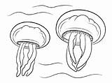 Jellyfish sketch template