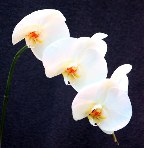susan mayers haven orchids