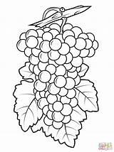 Grapes Coloring Pages Grape Purple Printable Drawing Preschool Template Leaf Color Kids Print Fruits sketch template
