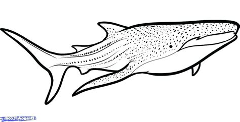 whale shark coloring page  getcoloringscom  printable