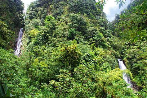 The Rain Forest Of Dominica Morne Trois Pitons National Park