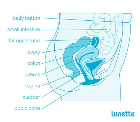female anatomy reproductive system  vagina diagram lunette uk