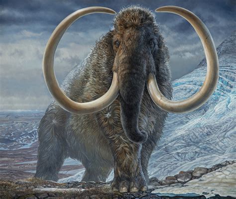 life cycle  alaskan wooly mammoth documented   analysis   tusk inquirer news