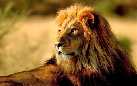 csd mx los ultimos anos de los leones de africa occidental