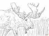 Moose Coloring Pages Alaska Printable Animals Christmas Elk Kids Deer Color Print Reindeer Drawing Cool Colouring Adults Wild Bull Supercoloring sketch template