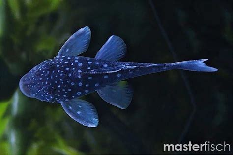blue phantom pleco hemiancistrus sp masterfisch