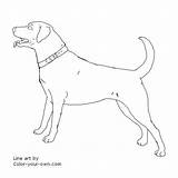 Labrador Retriever Labradors sketch template