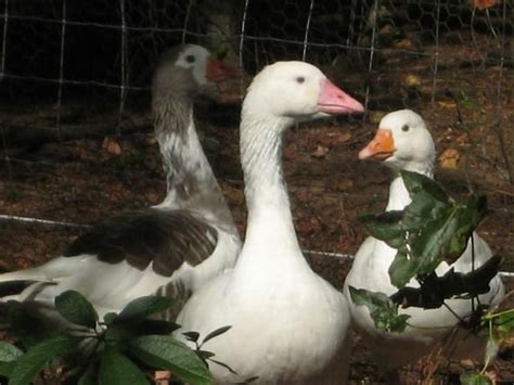cotton patch geese  critically endangered american heritage breed