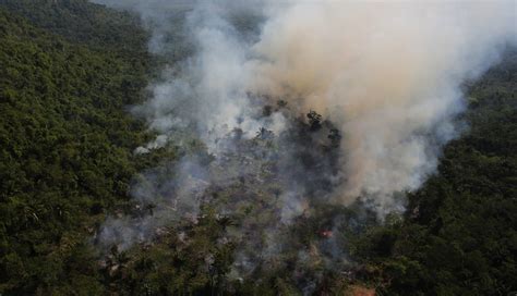 amazon rainforest  catch fire business insider