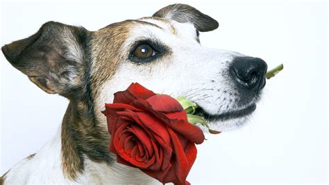 beautiful dog love rose pics wallpapers hd desktop  mobile backgrounds