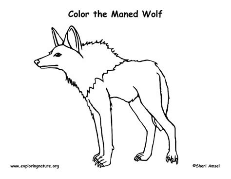 wolf maned coloring nature