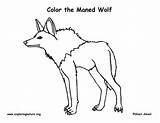 Wolf Coloring Maned Exploringnature sketch template