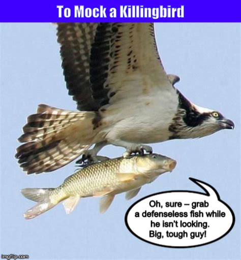 mock  killingbird   bizarro cartoon imgflip