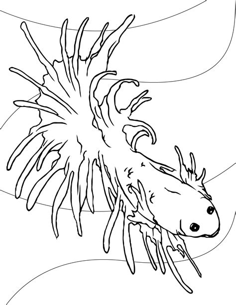 betta coloring page  getdrawings