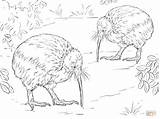 Kiwi Coloring Pages Zealand Colouring Printable Island Brown Nz North Animals Nature Bird Animal Crafts Flag Drawing Color Birds Realistic sketch template