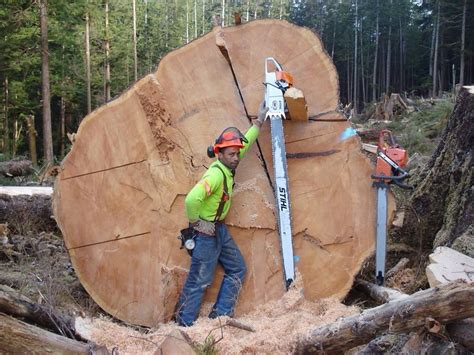 Pin By Steven Polwarth On Arborist Stuff Stihl Big Tree