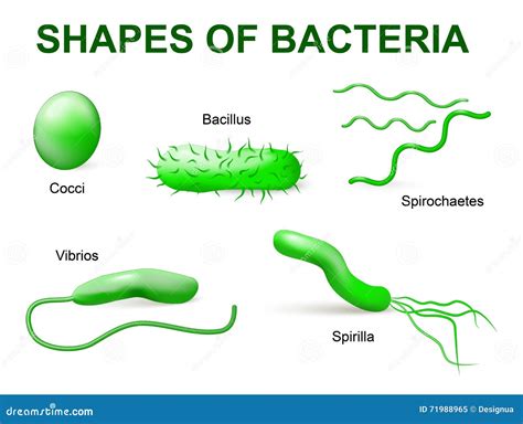 types  bacteria basic morphological stock vector illustration  enterica disease
