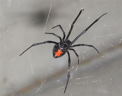 black window spider
