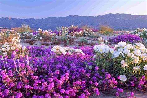 california super blooms