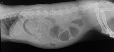 differentiating gastrointestinal stasis  gastrointestinal obstruction  domestic rabbits