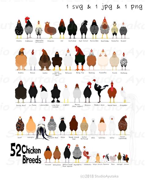 breeds  chicken chart svg jpg png  etsy uk