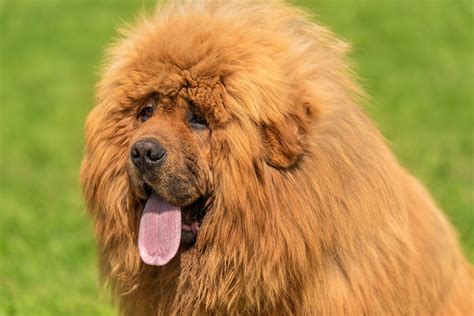 dogs    lions  smart dog guide