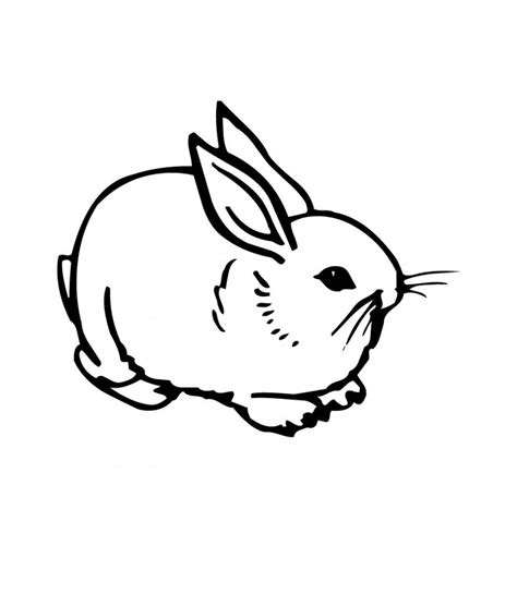rabbit coloring pages animal place