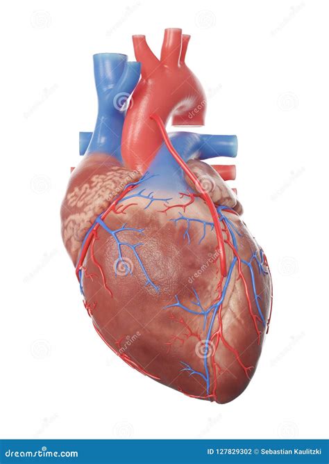 heart   bypass stock illustration illustration  attack