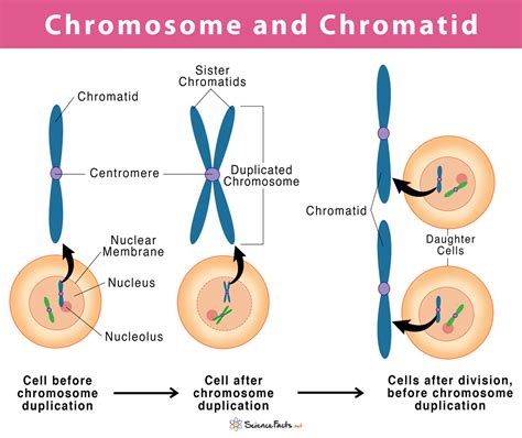 difference  chromosome  chromatid bioexplorernet images   finder