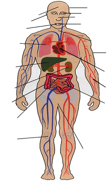 videoplaat mijn lichaam school dit human body mobiles science biology mobile phones