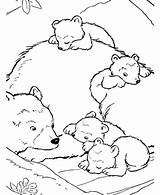 Bear Coloring Polar Baby Pages Animals Mother Bears Their Animal Drawing Color Printable Colouring Kidsplaycolor Kids Disney Getcolorings Getdrawings Arctic sketch template