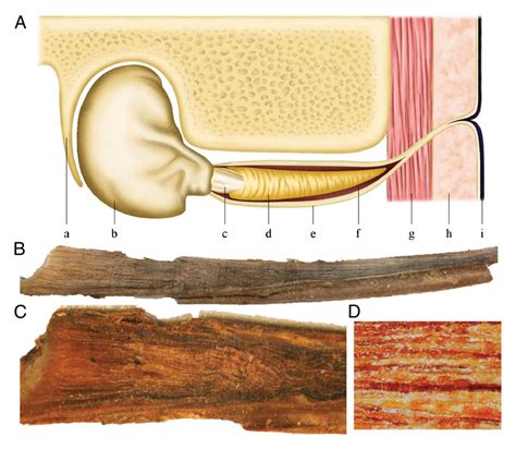 giant gob of earwax reveals blue whale secrets national geographic