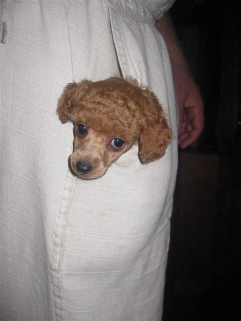 sale toy poodle puppies red apricotwhite