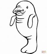 Manatee Coloring Baby Pages Printable Drawing Information Mother Color Clipartmag Supercoloring Popular sketch template