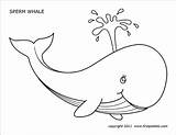 Whales Ausmalbilder Wal Firstpalette Ausmalbild Tiere Malen Mammals Beluga Ballena Walvis Malvorlage Jonah Fuchs Kindern Malbuch Kleurplaten sketch template