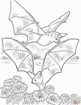 Nietoperz Kolorowanki Bats Nectar Dzieci Bestcoloringpagesforkids Druku Pobrania Strona sketch template