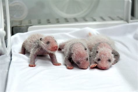 try not to get too excited about the rare birth of panda triplets the