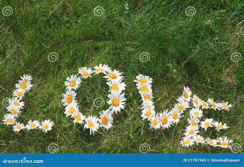 daisy love stock image image  harmony message romantic