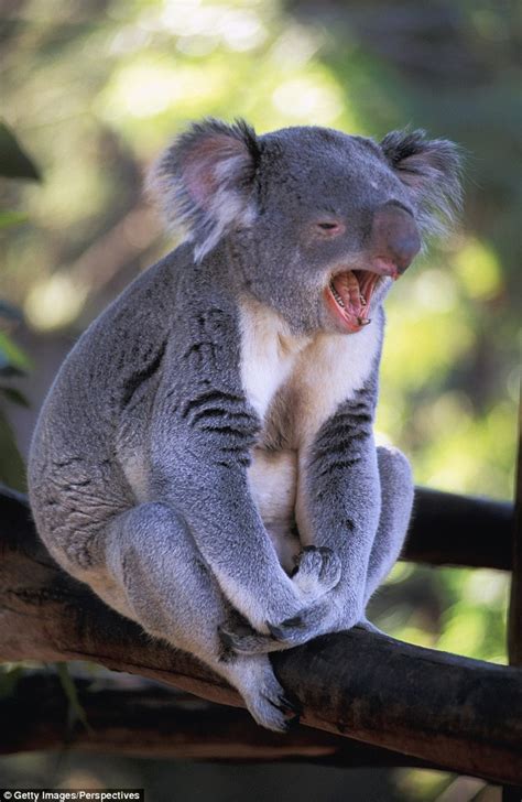 koalas sex lives revealed after marsupials are fitted with gps