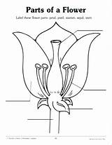 Parts Coloring Plant Flower Pages Getcolorings Printable Anatomy Color sketch template
