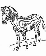 Coloring Zoo Pages Zebra Animal Animals Kids Honkingdonkey Zebras Colouring Sheets Color sketch template