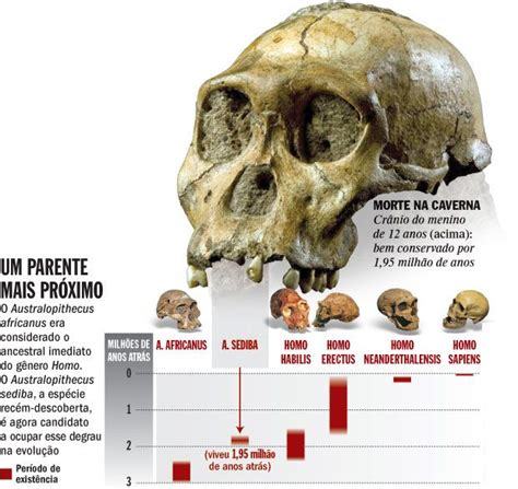 pin en 11 australopithecus sediba
