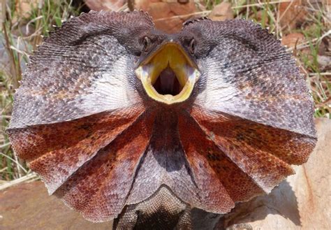 researchers find lizards frilled neck      show