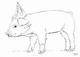 Pig Baby Coloring Pages Draw Cute Drawing Step Pigs Drawings Tutorials Supercoloring Printable Animal Sketches Choose Board sketch template