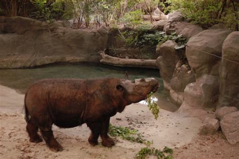 indonesia  ohio  struggle  breed sumatran rhinos
