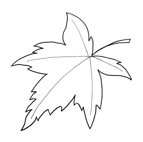 drawing   leaf   white background